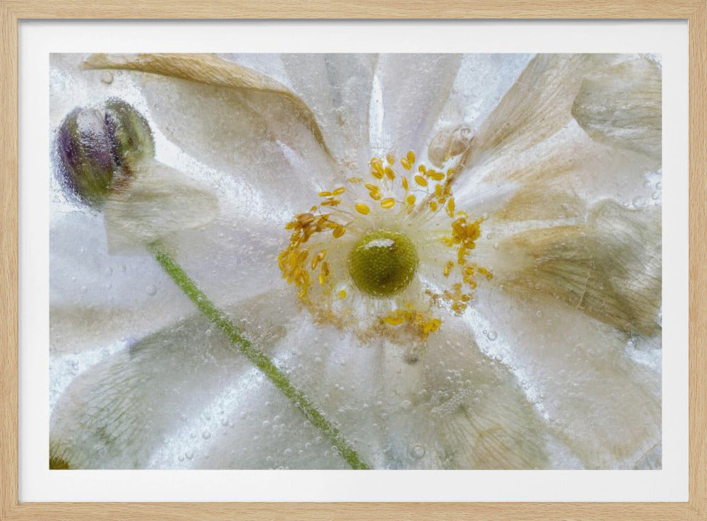 Bloemen bevriezen | Poster
