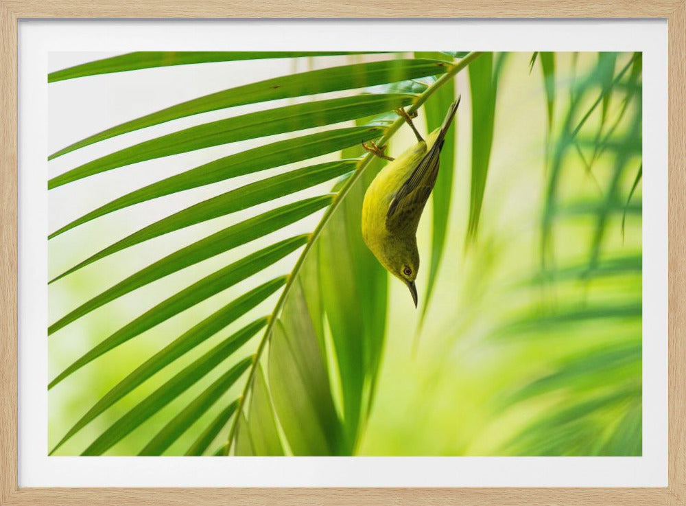 50 tinten groen | Poster