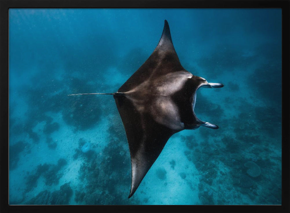 Manta vliegt!!! | Poster