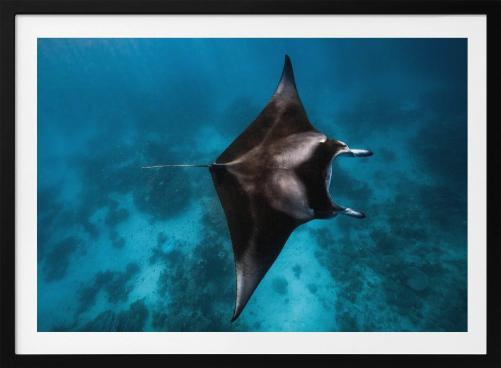 Manta vliegt!!! | Poster