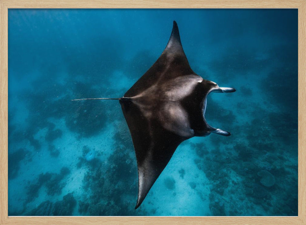 Manta vliegt!!! | Poster