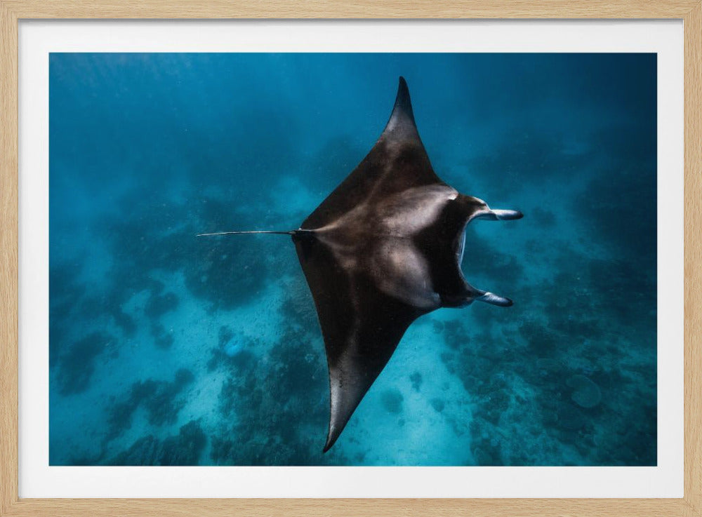 Manta vliegt!!! | Poster
