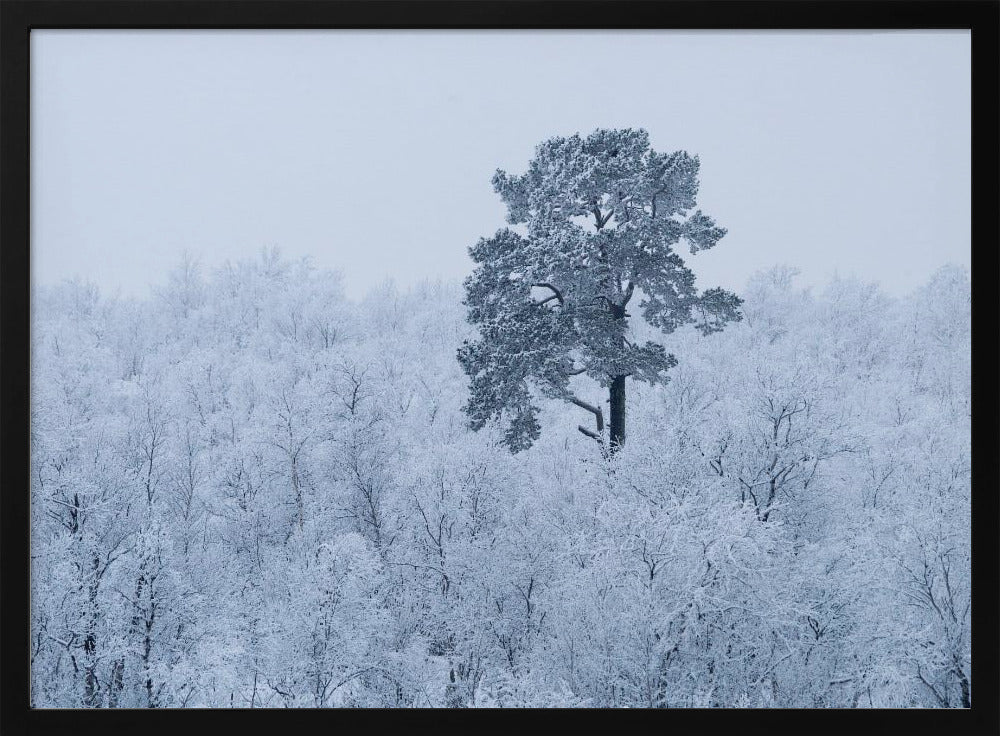 First snow | Poster