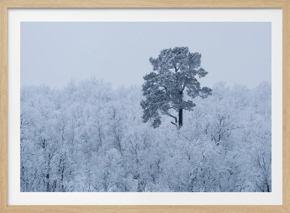 First snow | Poster