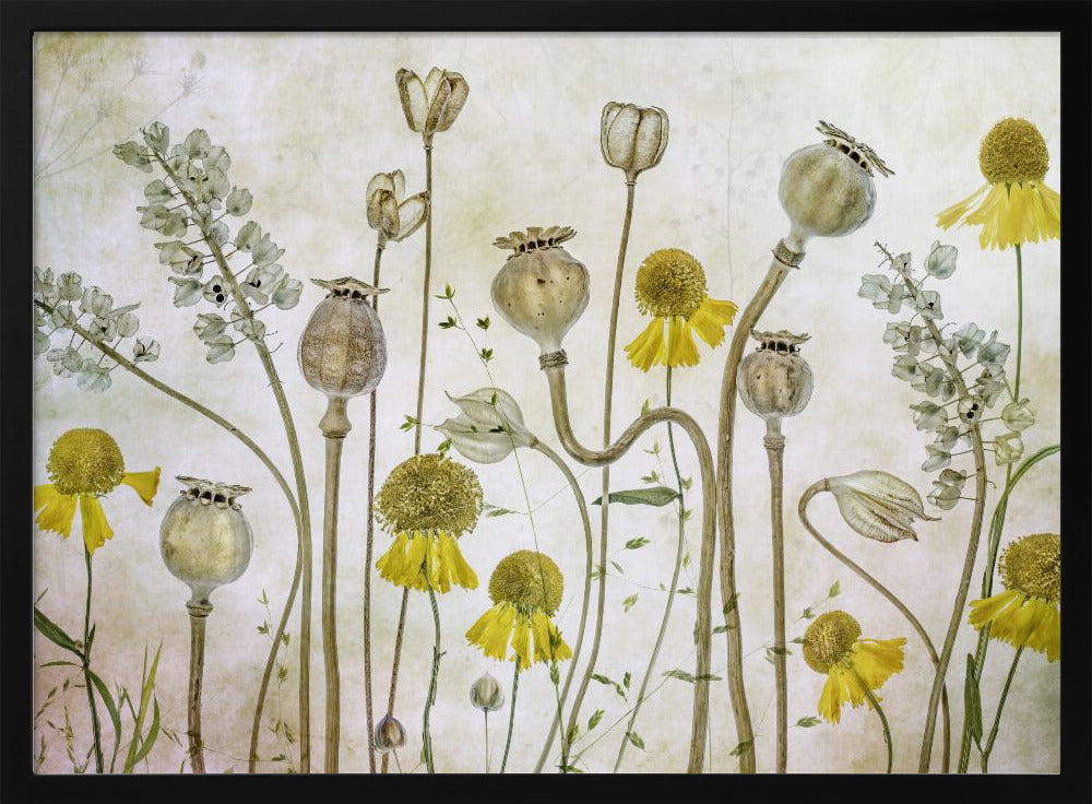 Klaprozen en Helenium | Poster