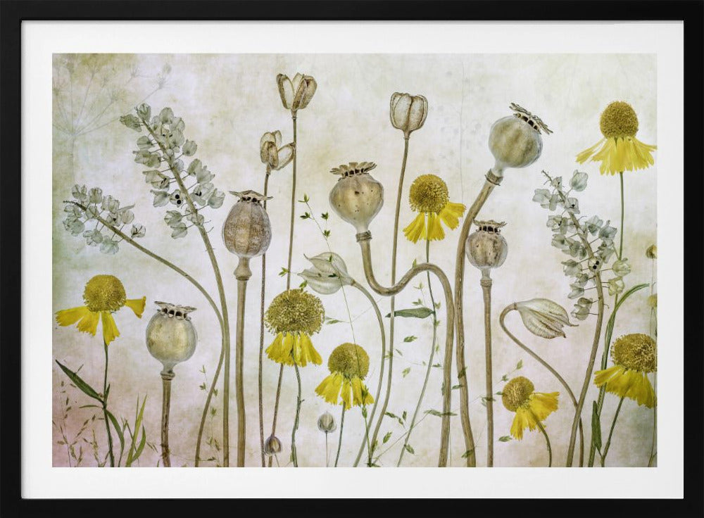 Klaprozen en Helenium | Poster