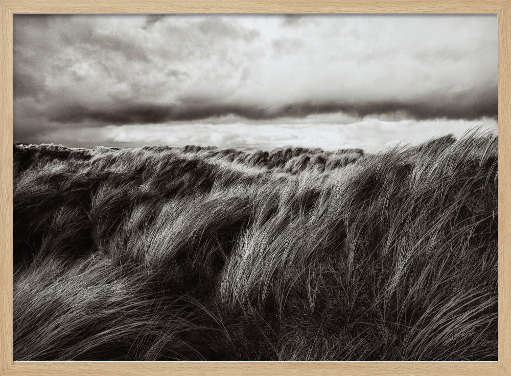 Duinen van gras | Poster