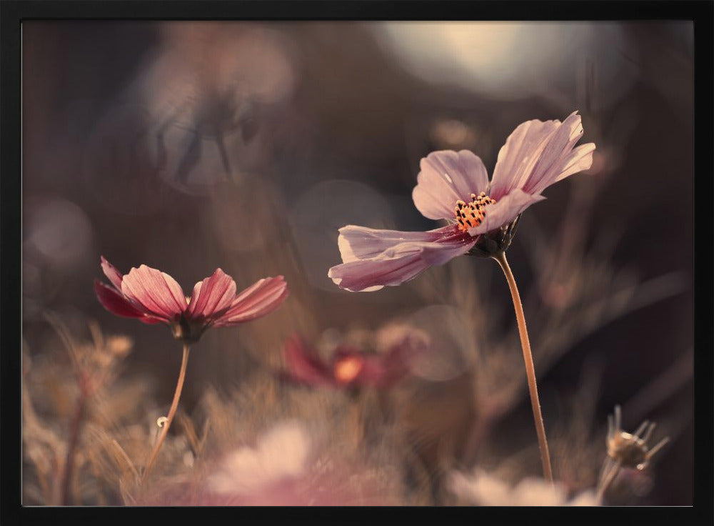 Bloemen van onschuld | Poster