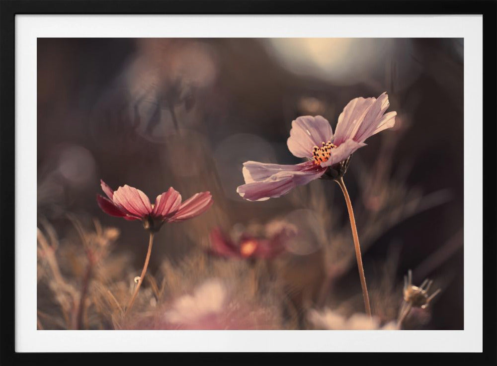 Bloemen van onschuld | Poster