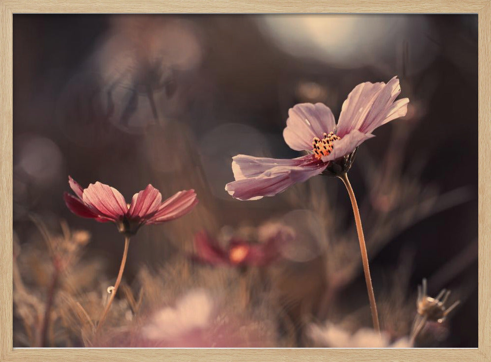 Bloemen van onschuld | Poster