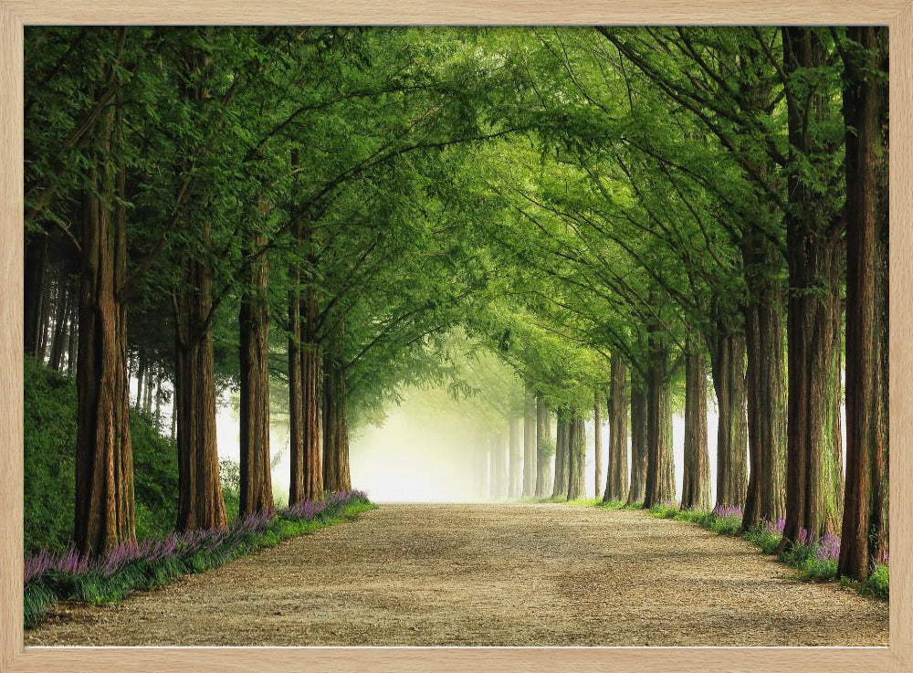 Metasequoiaweg | Poster