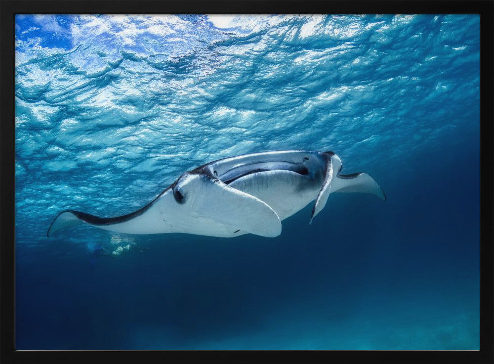 Mantarog | Poster