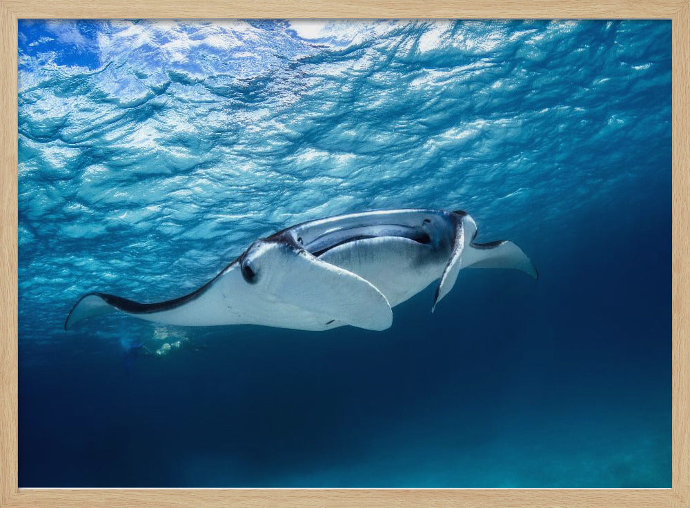Mantarog | Poster