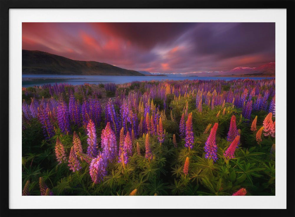 Lente Rush | Poster