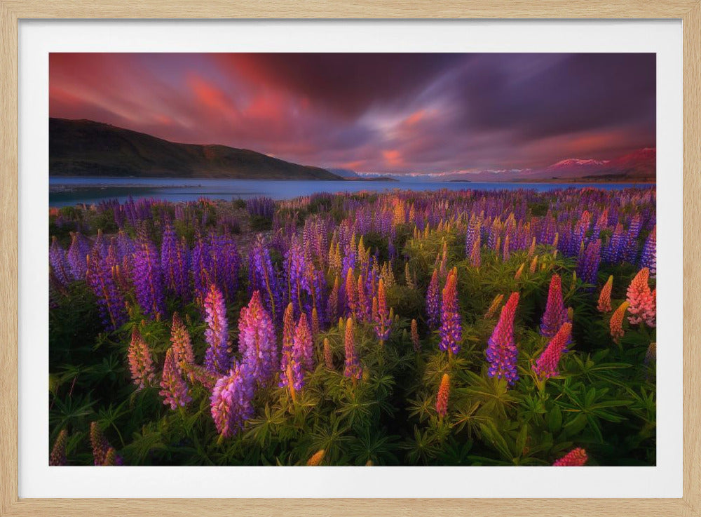 Lente Rush | Poster