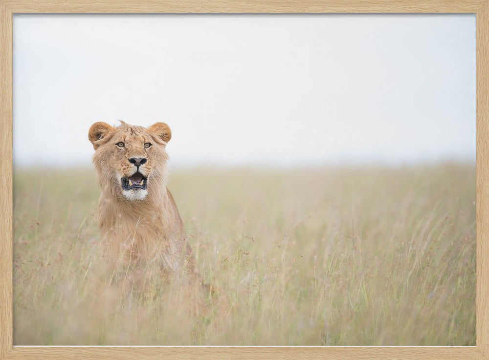 Jonge Leeuw | Poster
