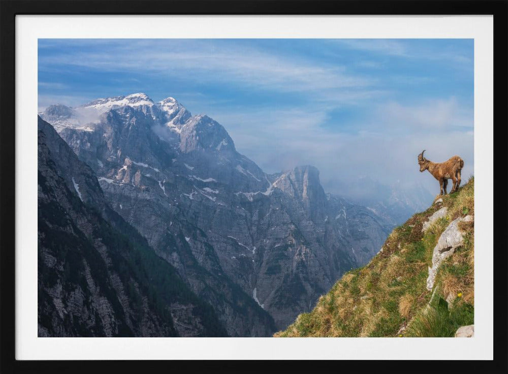 Alpensteenbok in de bergen | Poster