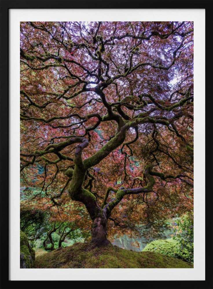 Japanse esdoorn | Poster