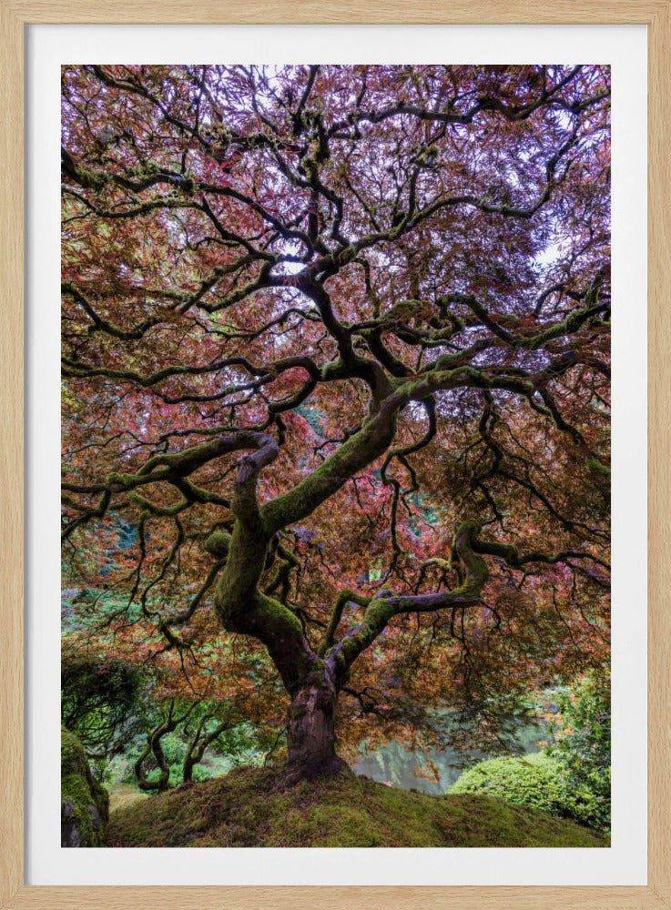 Japanse esdoorn | Poster