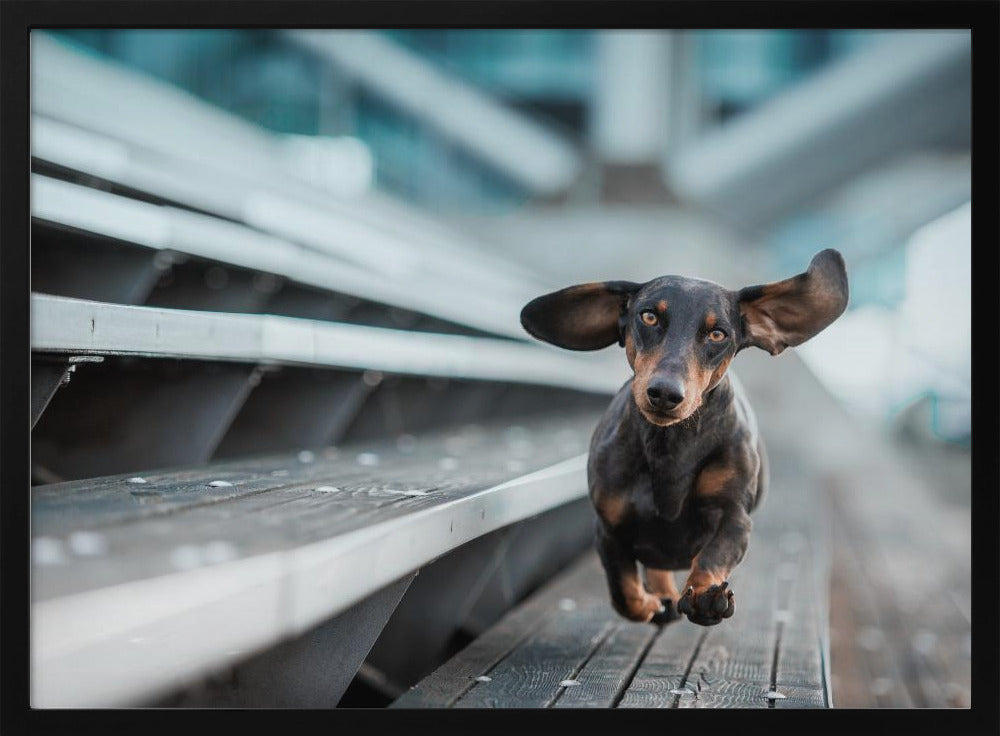 Een kleinere Hund läuft durch die Welt.... | Poster