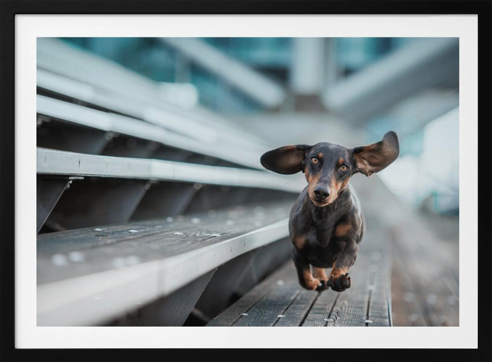 Een kleinere Hund läuft durch die Welt.... | Poster