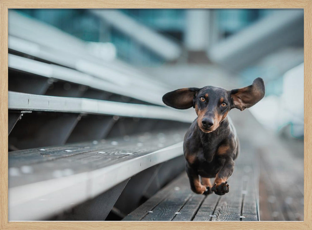Een kleinere Hund läuft durch die Welt.... | Poster