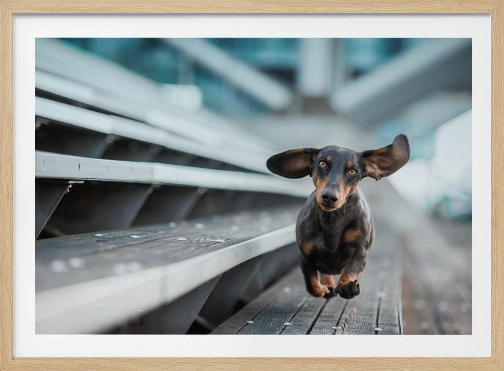Een kleinere Hund läuft durch die Welt.... | Poster