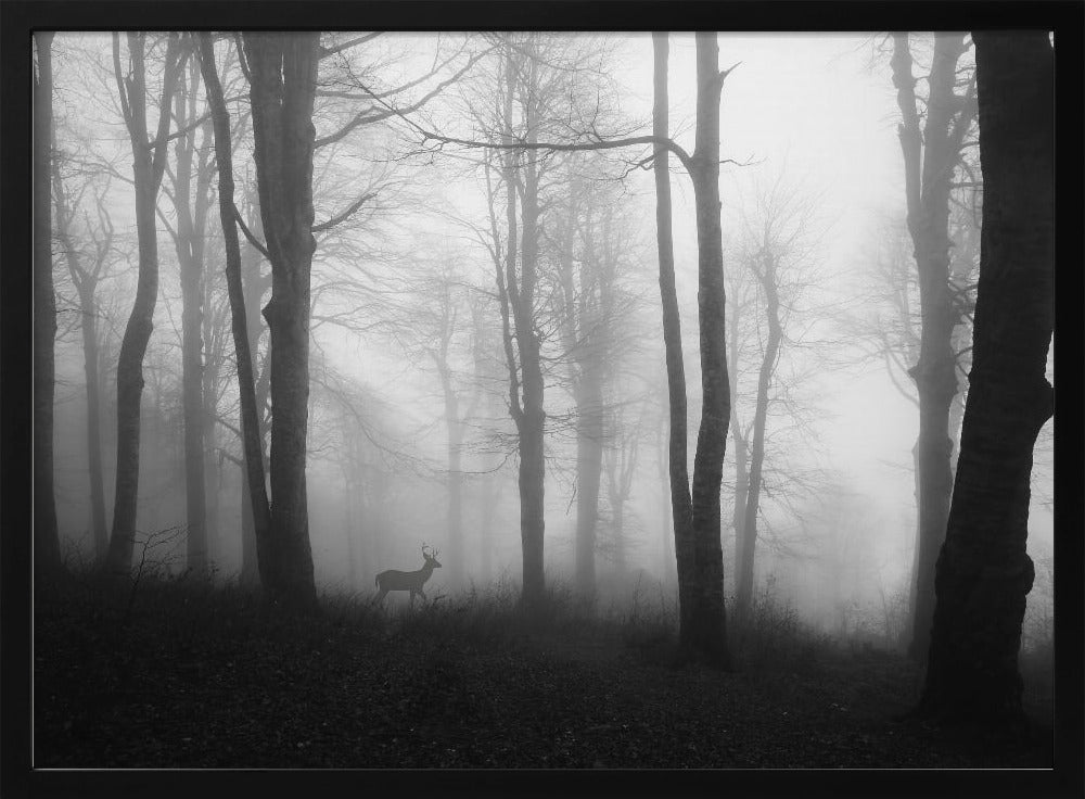 forest | Poster