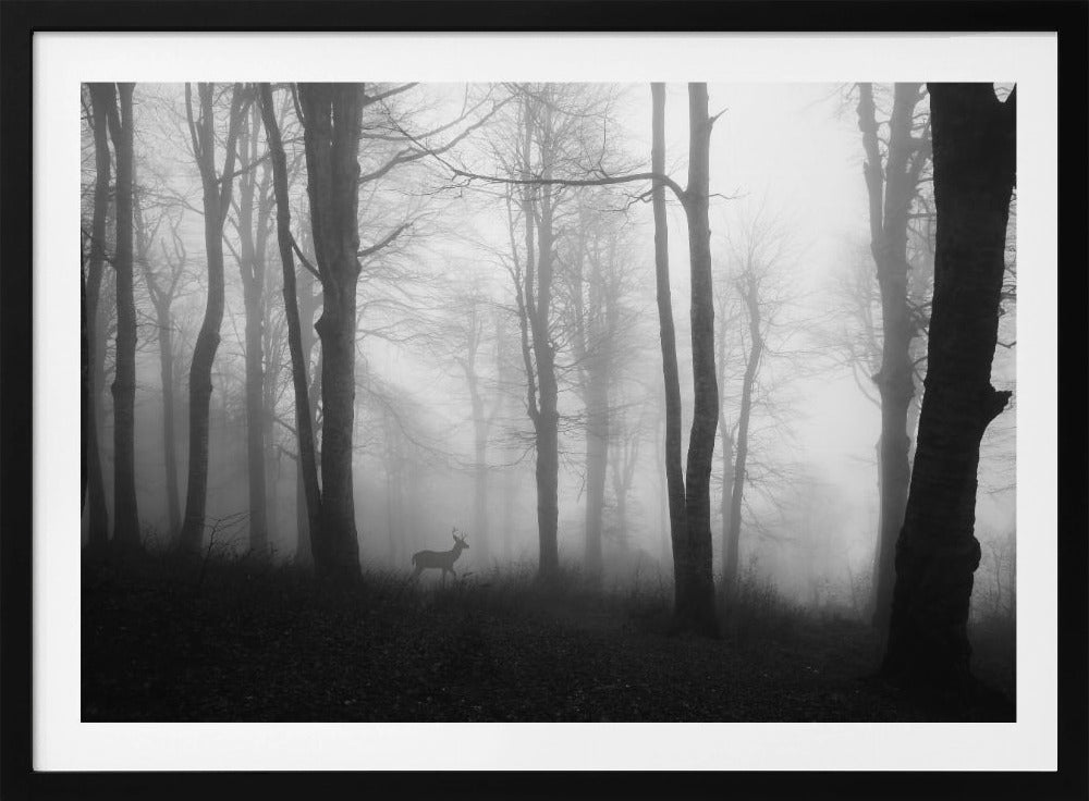 forest | Poster