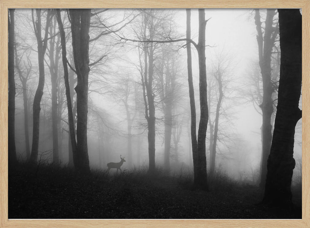 forest | Poster
