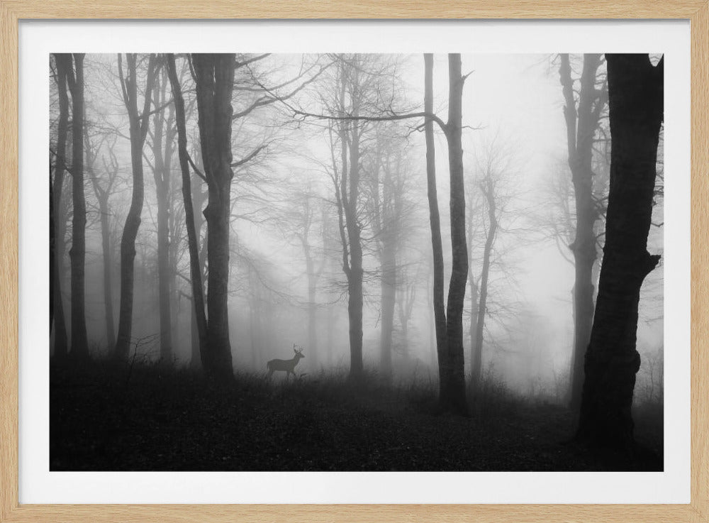 forest | Poster
