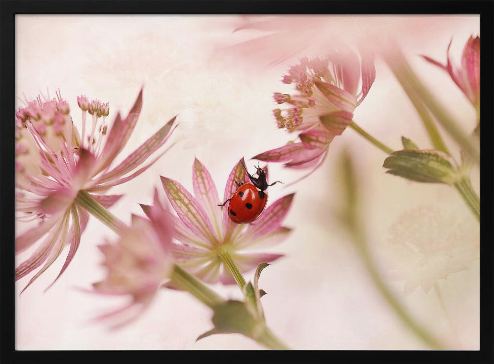 Lieveheersbeestje en roze bloemen | Poster