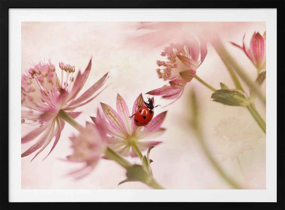Lieveheersbeestje en roze bloemen | Poster