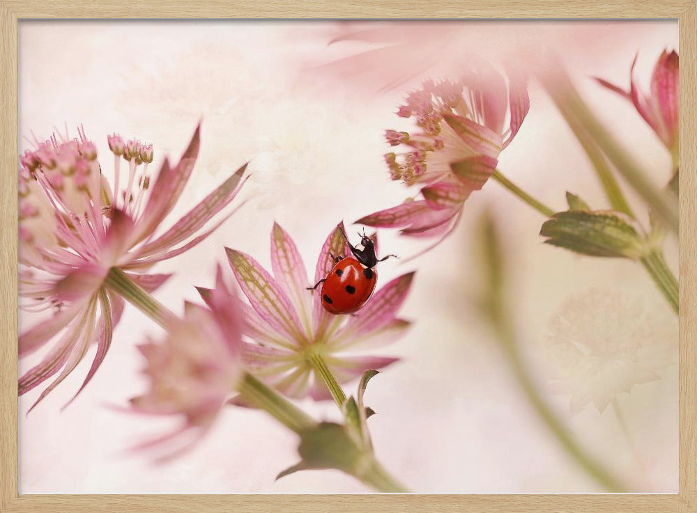 Lieveheersbeestje en roze bloemen | Poster