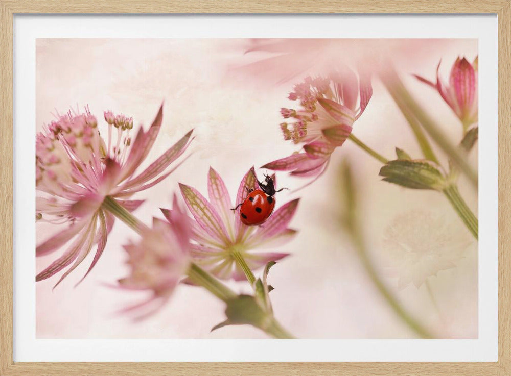 Lieveheersbeestje en roze bloemen | Poster