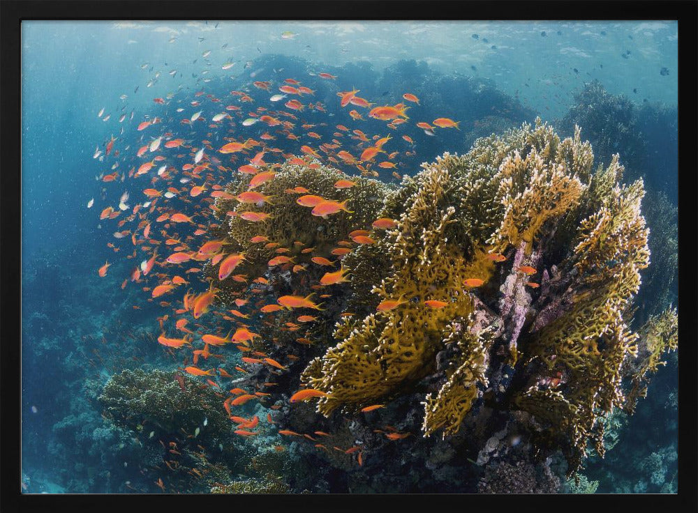 Reefscape | Poster