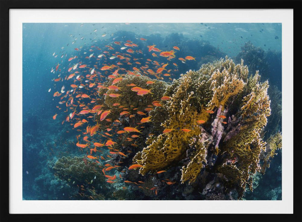 Reefscape | Poster
