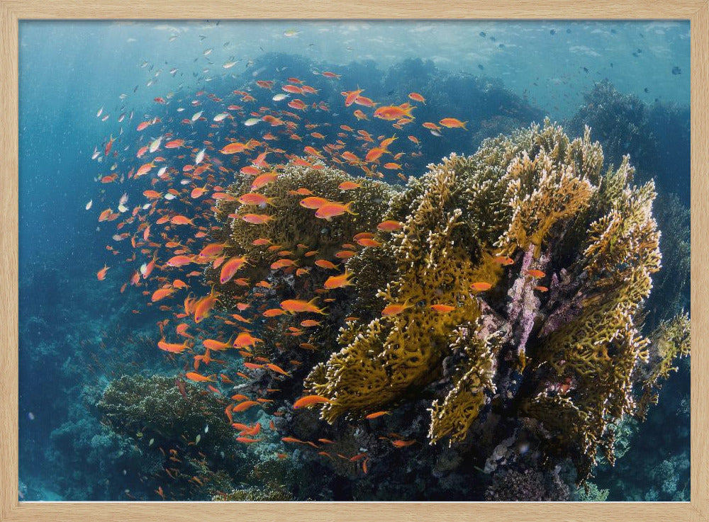 Reefscape | Poster