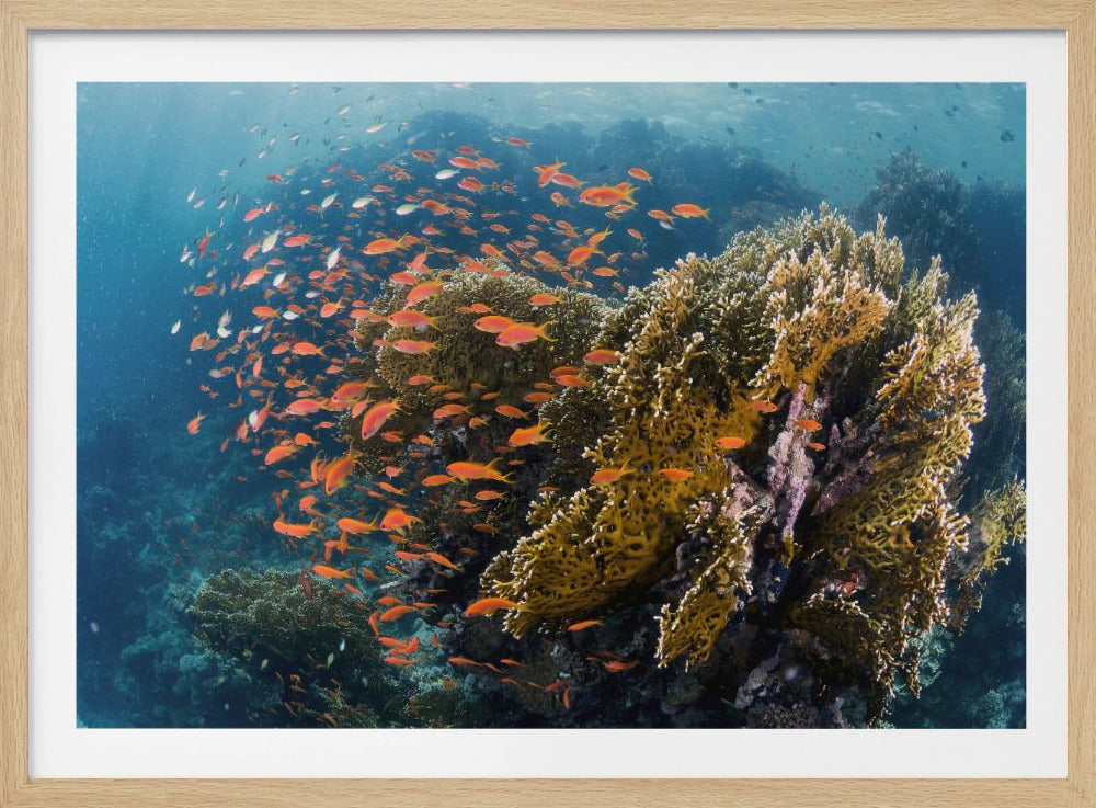 Reefscape | Poster