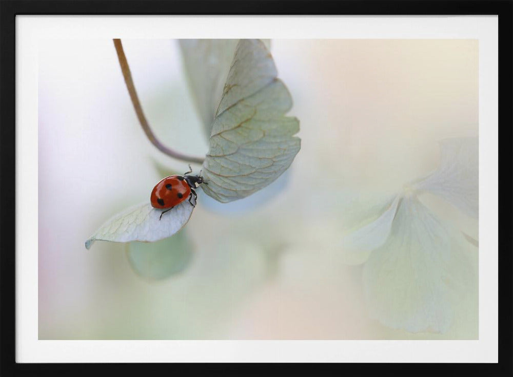 Lieveheersbeestje op blauwgroene hortensia | Poster