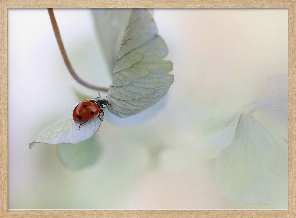 Lieveheersbeestje op blauwgroene hortensia | Poster