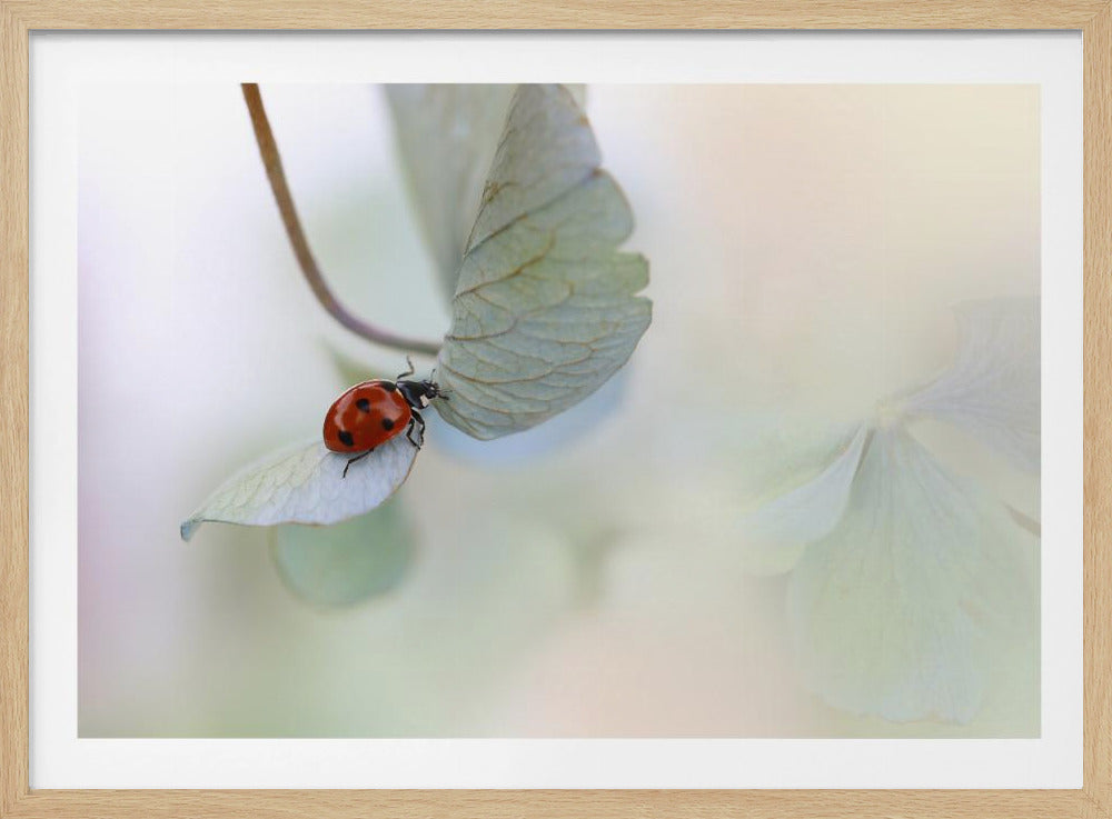 Lieveheersbeestje op blauwgroene hortensia | Poster