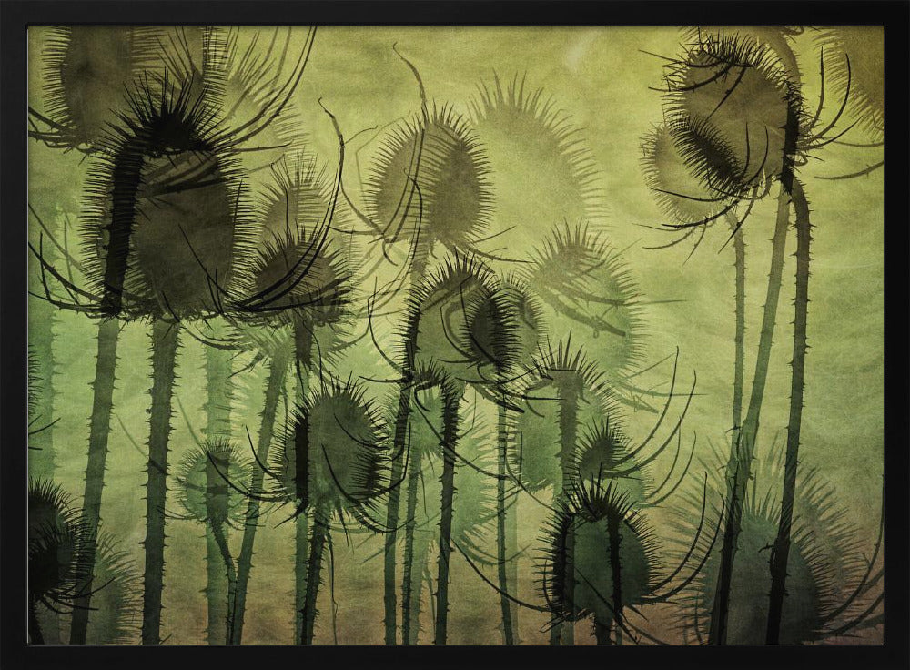 Wilde Kaardebol | Poster