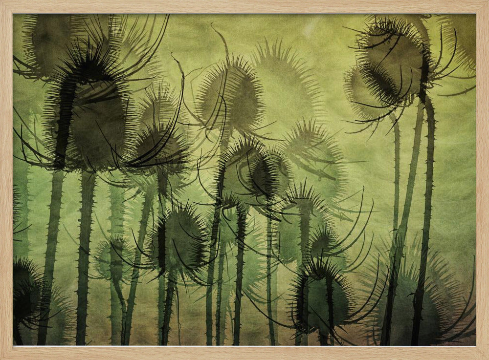 Wilde Kaardebol | Poster