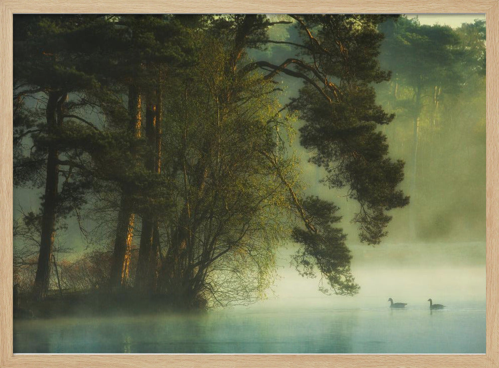 Hollands veen | Poster
