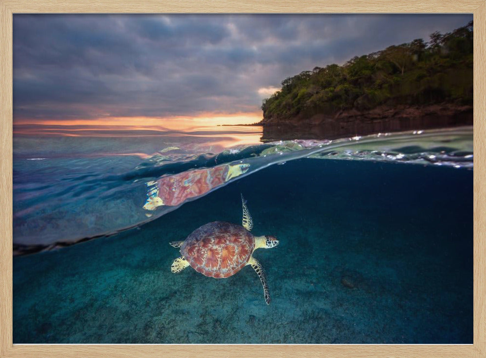 Groene schildpad met zonsondergang | Poster