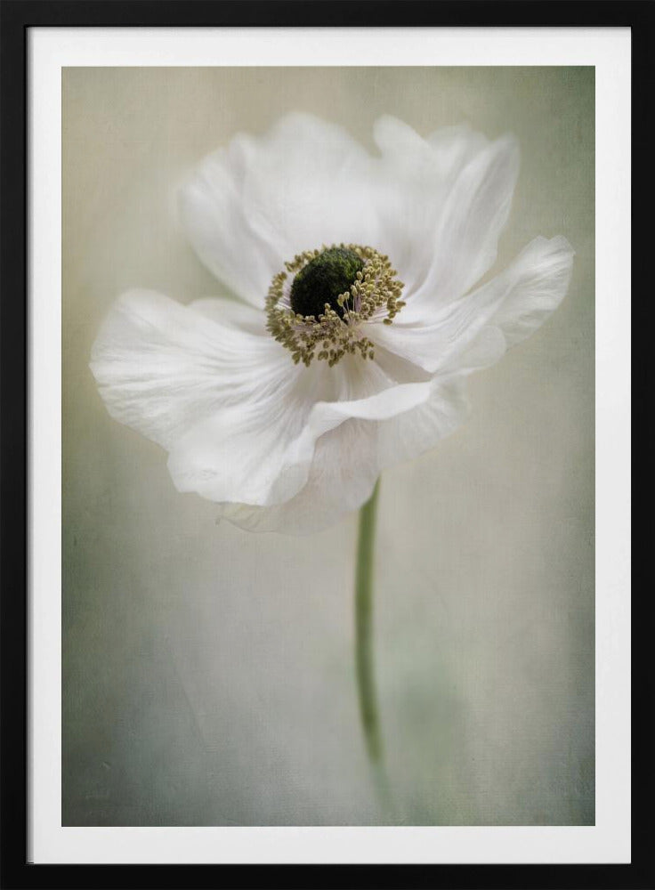 Enkele Witte | Poster