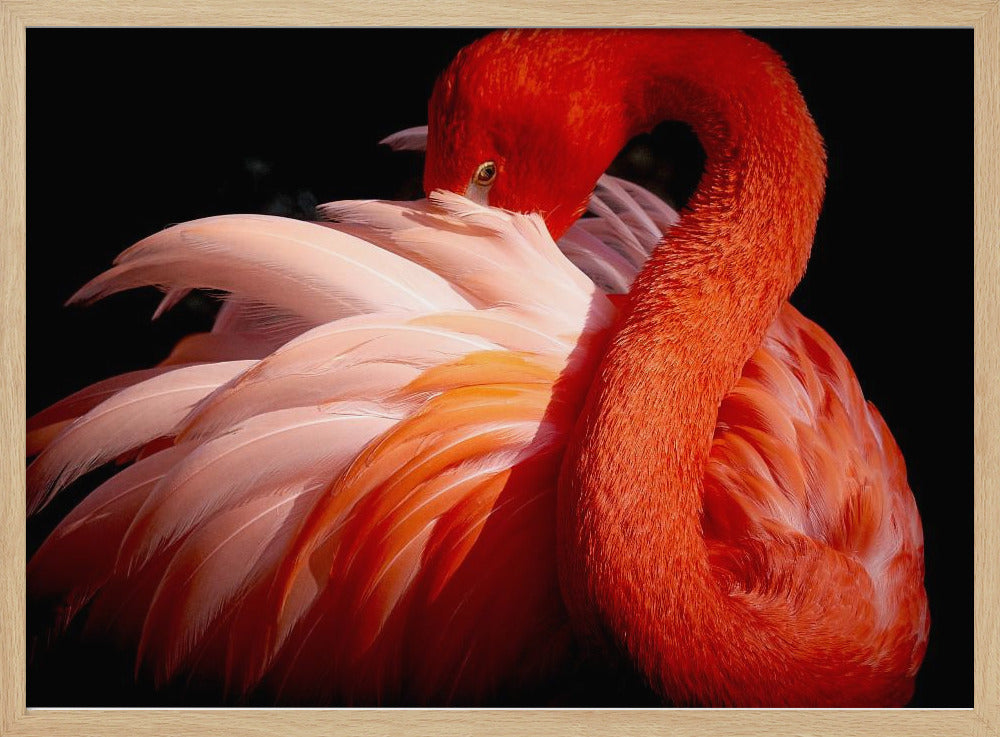 flamingo | Poster