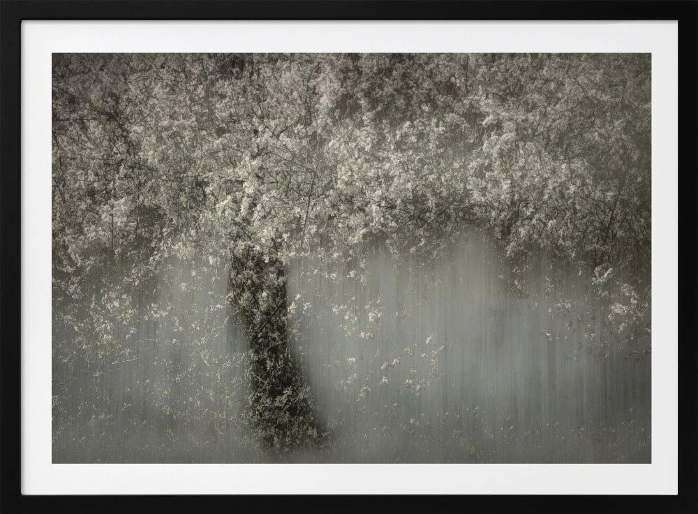 Witte bloesem | Poster