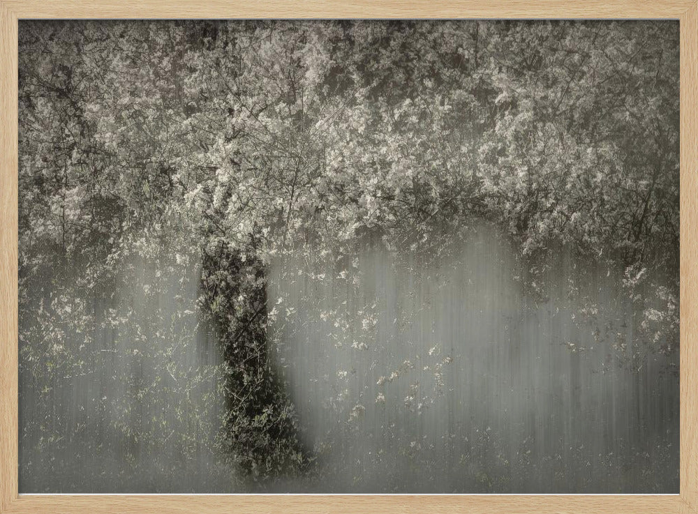 Witte bloesem | Poster